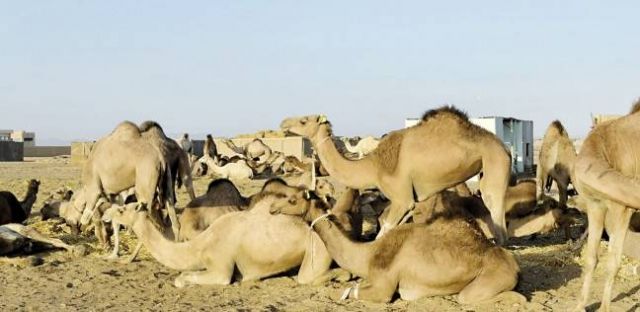 جريدة جماهير