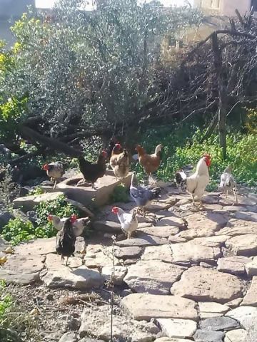 جريدة جماهير