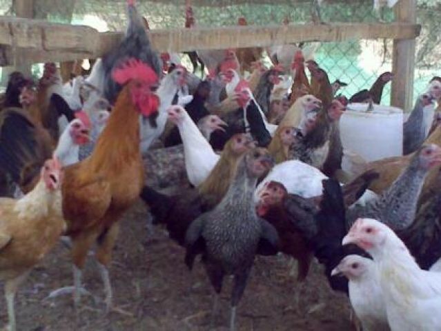 جريدة جماهير