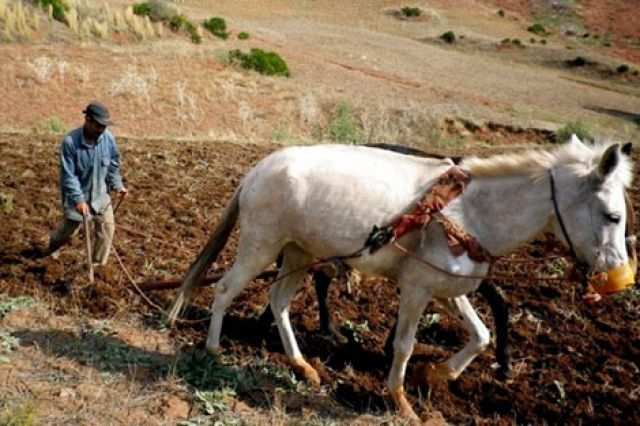 جريدة جماهير