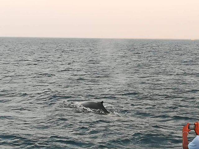جريدة جماهير