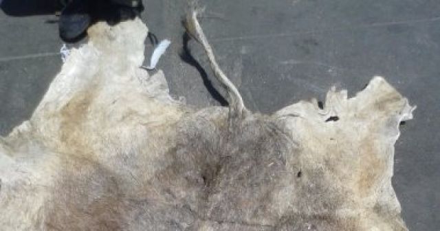 جريدة جماهير