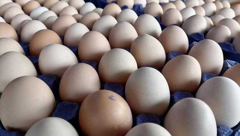 سعر كرتونة البيض اليوم 17 - 7 - 2026 في البورصة وأسعار الدواجن
