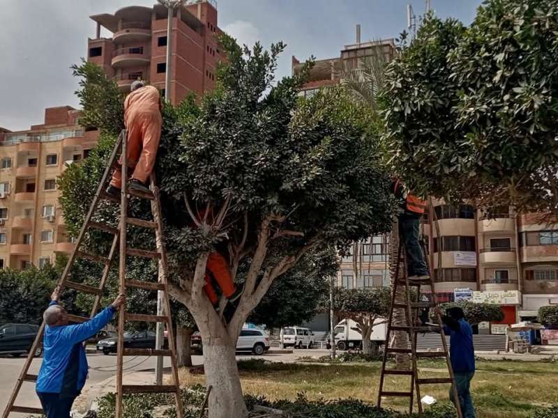 تقليم وتهذيب الأشجار