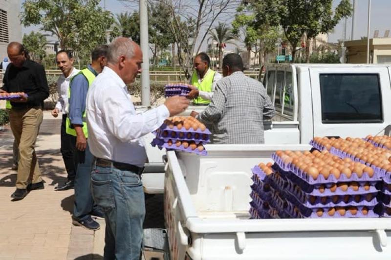 بيض المائدة بأسعار مخفضة