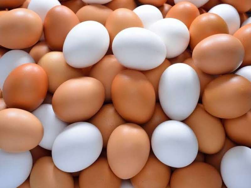 كرتونة البيض