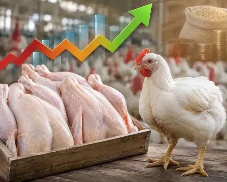 سعر الفراخ 