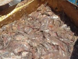 فسيخ فاسد , أرشيفية 